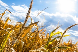 Wheat Field In Drought Remaztered Studio Pixabay com