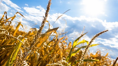 Wheat Field In Drought Remaztered Studio Pixabay com