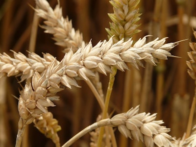 Wheat Spike In Field Hans Pixabay com