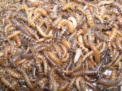 Darkling beetles can remain inside a broiler's gut and decrease the amount of feed a bird can consume, impacting nutrition and reducing weight gain.