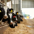 Italian dairy farm