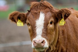Beef Cattle With Ear Tags Nicky Pe Pixabay com