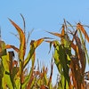 Corn Corn Plants Brown Hpgruesen Pixabay