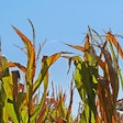 Corn Corn Plants Brown Hpgruesen Pixabay