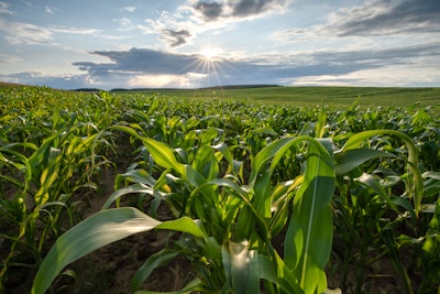 Corn Field