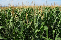 corn-field-in-summer