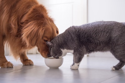 Golden Retriever Gray Cat Eating Together