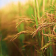 Rice Paddy Arjunreddy223344 Pixabay