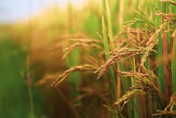 Rice Paddy Arjunreddy223344 Pixabay