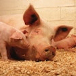 Sow And Piglets In Pen
