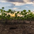 Soybeans Sprouting Sunrise