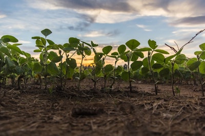 Soybeans Sprouting Sunrise