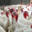 Turkeys Indoors