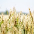 Wheat Field Via Pixabay