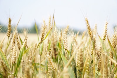 Wheat Field Via Pixabay
