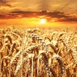 Wheat Field With Bright Sun Pezibear Pixabay com