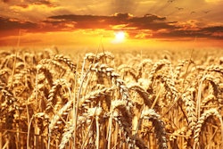 Wheat Field With Bright Sun Pezibear Pixabay com