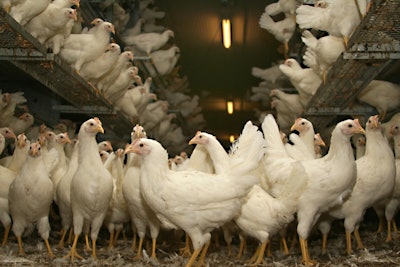White Chickens In Poultry House 11