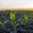 Young Corn Planted In Filed Volodymyrshtun Bigstock