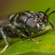 Adult Black Soldier fly.