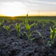 young corn in field soil regenerative agriculture