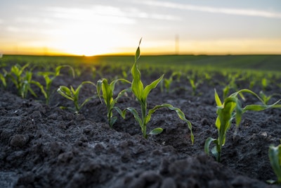 young corn in field soil regenerative agriculture