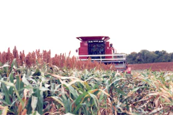 Sorghum Harvesting