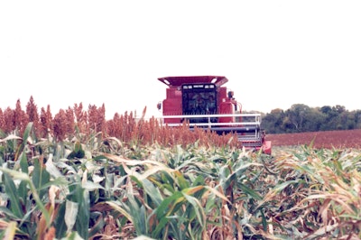 Sorghum Harvesting