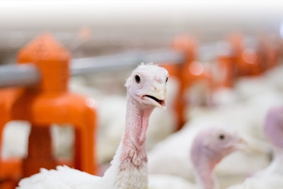Turkey 4
