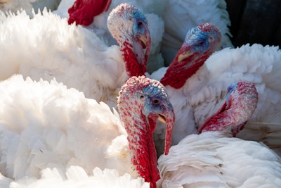 As slaughter weights for toms have increased, pounds housed per square foot have increased for market-age birds if stocking densities haven’t been lowered.