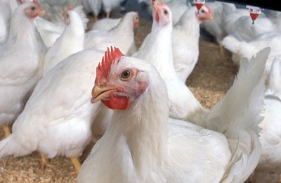 Chickens