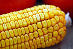 Corn Close Up Matthiasboeckel Pixabay