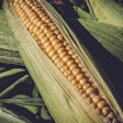 Corn Cobs 1195798 Pixabay