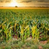 Corn Field At Sunset Fietzfotos Pixabay