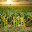 Corn Field At Sunset Fietzfotos Pixabay