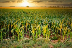 Corn Field At Sunset Fietzfotos Pixabay
