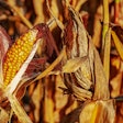 Corn In Field To Be Harvested 1195798 Pixabay