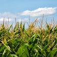 Corn In Field With Blue Sky Tuku Pixabay