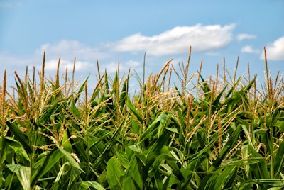 Corn In Field With Blue Sky Tuku Pixabay