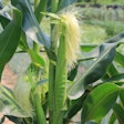 Corn Stalk With Silking Ear Vitamin Pixabay