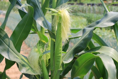 Corn Stalk With Silking Ear Vitamin Pixabay