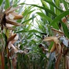 Corn Unwrapped In Field Ground Perspective W Franz Pixabay