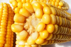 Corn White Background Byrev Pixabay