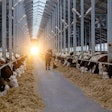 Eating Dairy Cows At Sunset
