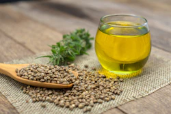 Hemp Seed Oil Plant