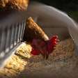 Hen Chicken Feed Andreas Goellner Pixabay