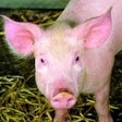 Piglet Looking At Camera 2