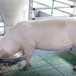 Precision Pig Nutrition