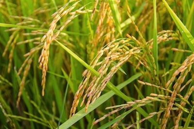 Rice In Feild Near Harvest