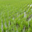 Rice In Field Cloudalkrae Pixabay